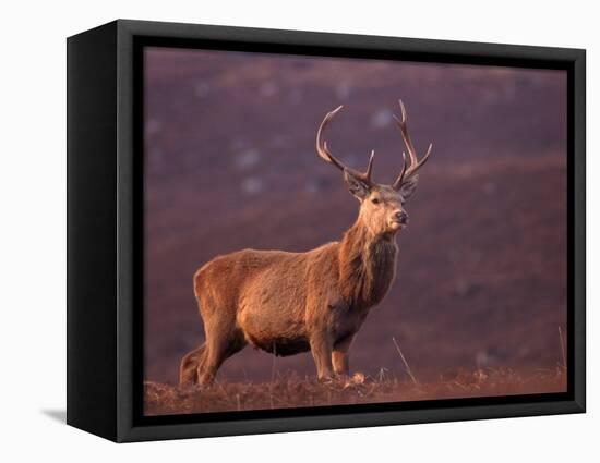 Red Deer Stag Portrait, Scotland, Inverness-Shire-Niall Benvie-Framed Premier Image Canvas