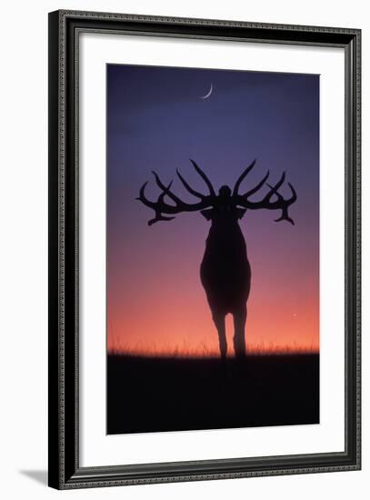 Red Deer Stag Roaring During Rutting Season, Dusk-null-Framed Photographic Print