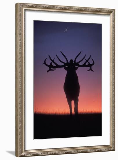 Red Deer Stag Roaring During Rutting Season, Dusk-null-Framed Photographic Print