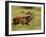 Red Deer Stag Running During Rut, Dyrehaven, Denmark-Edwin Giesbers-Framed Photographic Print