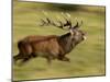 Red Deer Stag Running During Rut, Dyrehaven, Denmark-Edwin Giesbers-Mounted Photographic Print