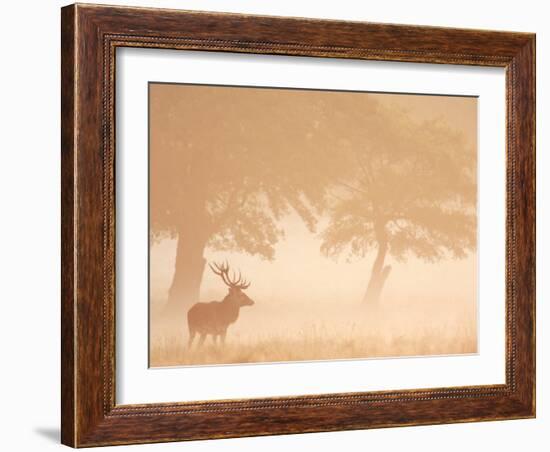 Red Deer Stag Silhouetted in Mist, Dyrehaven, Denmark-Edwin Giesbers-Framed Photographic Print