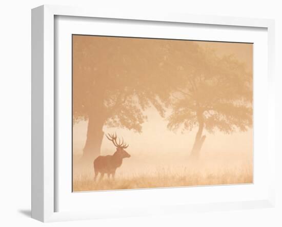 Red Deer Stag Silhouetted in Mist, Dyrehaven, Denmark-Edwin Giesbers-Framed Photographic Print