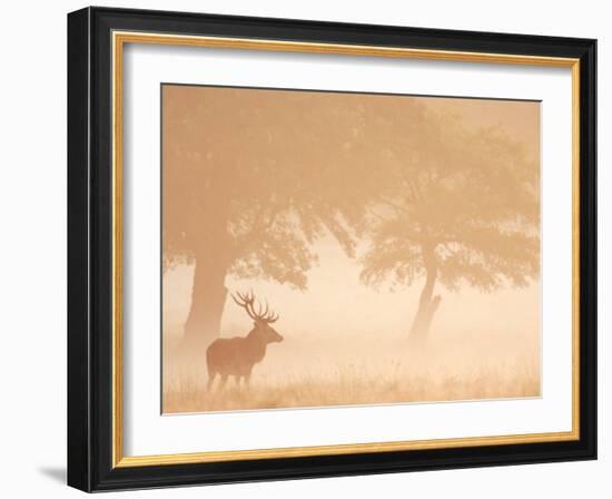 Red Deer Stag Silhouetted in Mist, Dyrehaven, Denmark-Edwin Giesbers-Framed Photographic Print