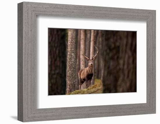 Red deer stag standing in forest. Cairngorms, Scotland, UK-Ross Hoddinott-Framed Photographic Print