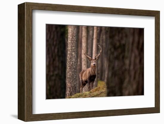 Red deer stag standing in forest. Cairngorms, Scotland, UK-Ross Hoddinott-Framed Photographic Print