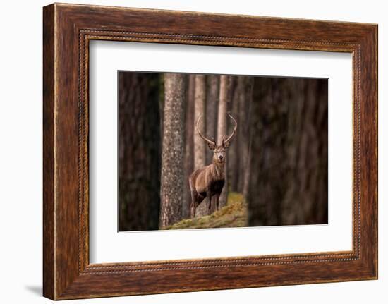 Red deer stag standing in forest. Cairngorms, Scotland, UK-Ross Hoddinott-Framed Photographic Print