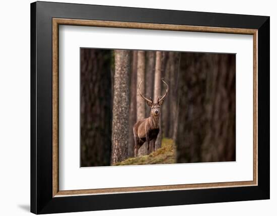 Red deer stag standing in forest. Cairngorms, Scotland, UK-Ross Hoddinott-Framed Photographic Print