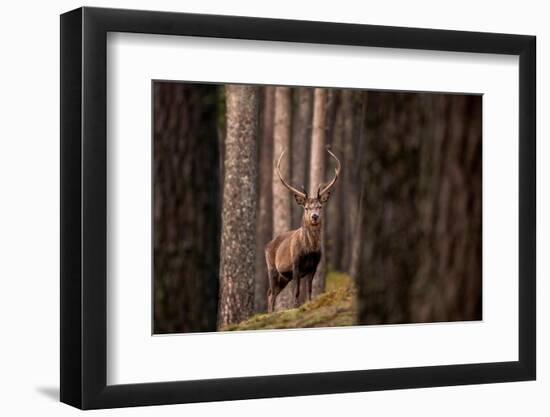 Red deer stag standing in forest. Cairngorms, Scotland, UK-Ross Hoddinott-Framed Photographic Print
