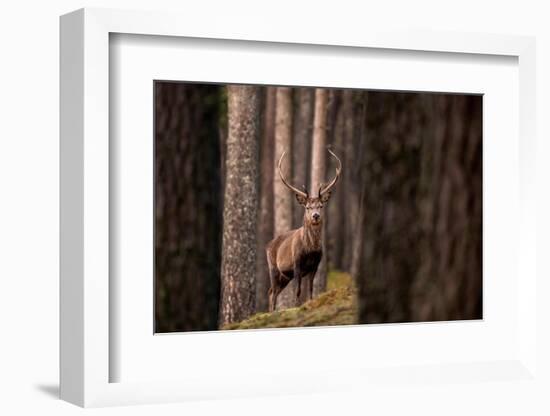 Red deer stag standing in forest. Cairngorms, Scotland, UK-Ross Hoddinott-Framed Photographic Print