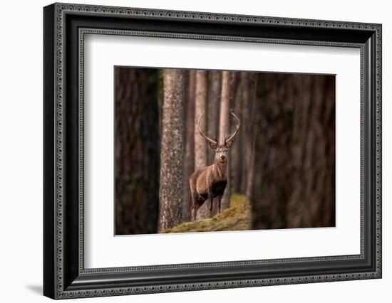 Red deer stag standing in forest. Cairngorms, Scotland, UK-Ross Hoddinott-Framed Photographic Print