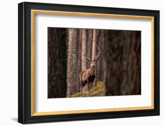 Red deer stag standing in forest. Cairngorms, Scotland, UK-Ross Hoddinott-Framed Photographic Print