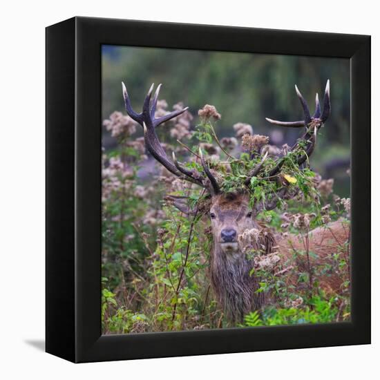 Red deer stag, with antlers covered with vegetation, UK-Tony Heald-Framed Premier Image Canvas