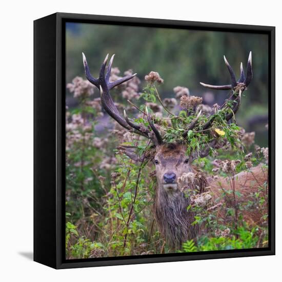 Red deer stag, with antlers covered with vegetation, UK-Tony Heald-Framed Premier Image Canvas