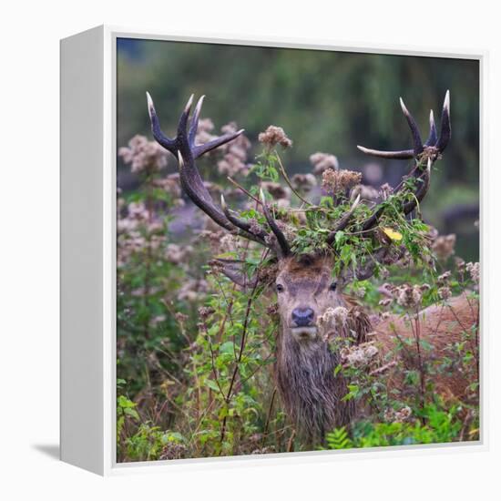 Red deer stag, with antlers covered with vegetation, UK-Tony Heald-Framed Premier Image Canvas