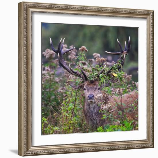 Red deer stag, with antlers covered with vegetation, UK-Tony Heald-Framed Photographic Print