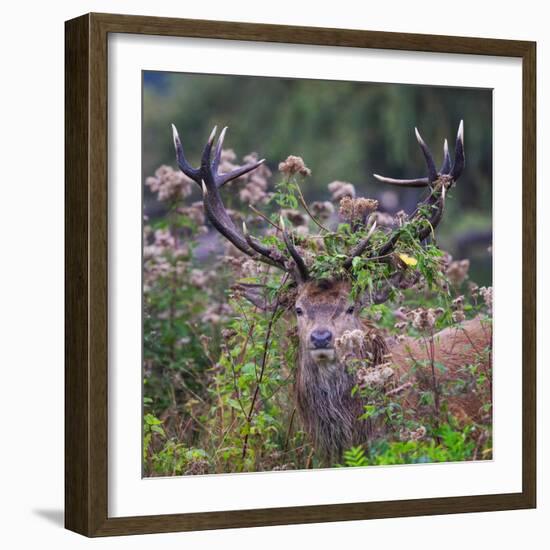 Red deer stag, with antlers covered with vegetation, UK-Tony Heald-Framed Photographic Print