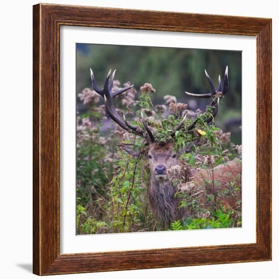 Red deer stag, with antlers covered with vegetation, UK-Tony Heald-Framed Photographic Print