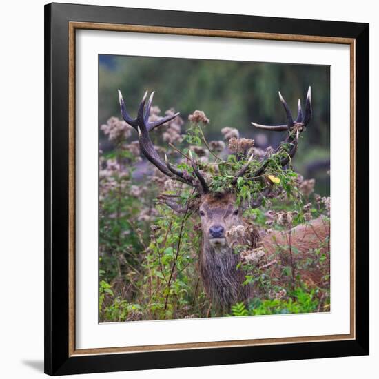 Red deer stag, with antlers covered with vegetation, UK-Tony Heald-Framed Photographic Print