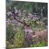 Red deer stag, with antlers covered with vegetation, UK-Tony Heald-Mounted Photographic Print