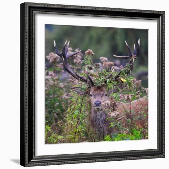 Red deer stag, with antlers covered with vegetation, UK-Tony Heald-Framed Photographic Print