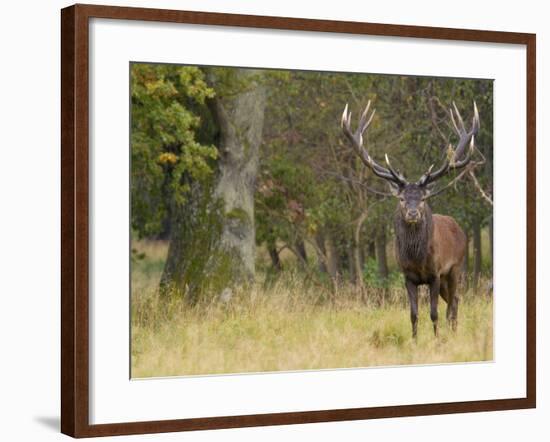 Red Deer Stag with Vegetation on Antlers During Rut, Dyrehaven, Denmark-Edwin Giesbers-Framed Photographic Print