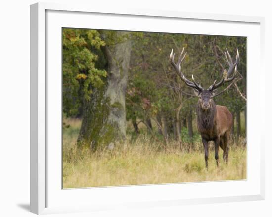 Red Deer Stag with Vegetation on Antlers During Rut, Dyrehaven, Denmark-Edwin Giesbers-Framed Photographic Print