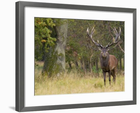 Red Deer Stag with Vegetation on Antlers During Rut, Dyrehaven, Denmark-Edwin Giesbers-Framed Photographic Print