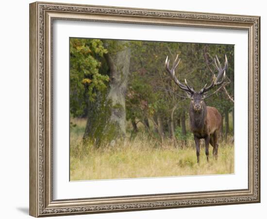 Red Deer Stag with Vegetation on Antlers During Rut, Dyrehaven, Denmark-Edwin Giesbers-Framed Photographic Print