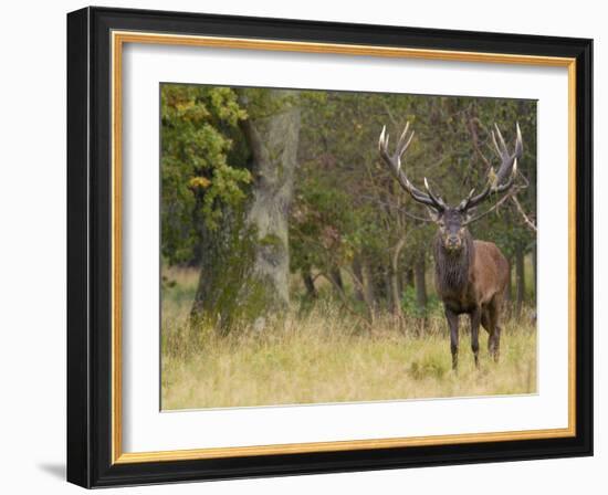 Red Deer Stag with Vegetation on Antlers During Rut, Dyrehaven, Denmark-Edwin Giesbers-Framed Photographic Print