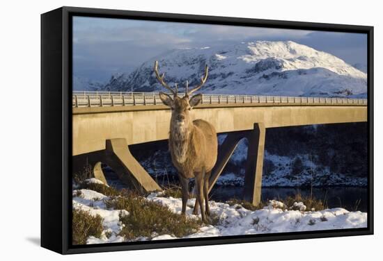 Red Deer Stag-Duncan Shaw-Framed Premier Image Canvas