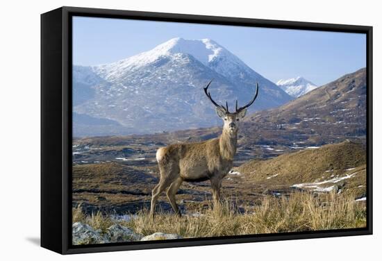 Red Deer Stag-Duncan Shaw-Framed Premier Image Canvas