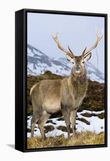 Red Deer Stag-Duncan Shaw-Framed Premier Image Canvas