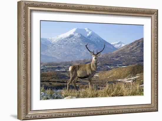 Red Deer Stag-Duncan Shaw-Framed Photographic Print