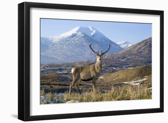 Red Deer Stag-Duncan Shaw-Framed Photographic Print