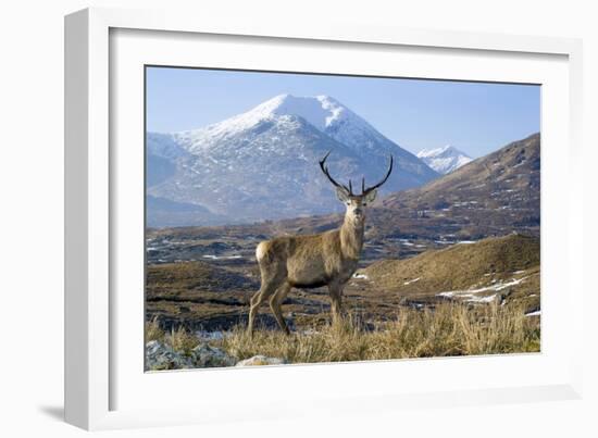 Red Deer Stag-Duncan Shaw-Framed Photographic Print