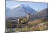 Red Deer Stag-Duncan Shaw-Mounted Photographic Print