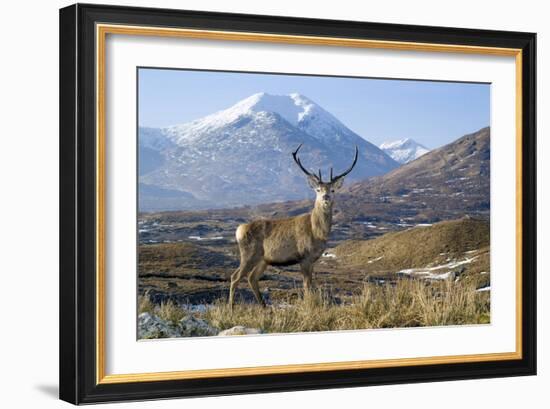 Red Deer Stag-Duncan Shaw-Framed Photographic Print