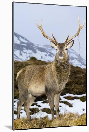 Red Deer Stag-Duncan Shaw-Mounted Photographic Print