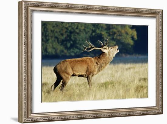 Red Deer Stag-Colin Varndell-Framed Photographic Print