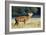 Red Deer Stag-Colin Varndell-Framed Photographic Print