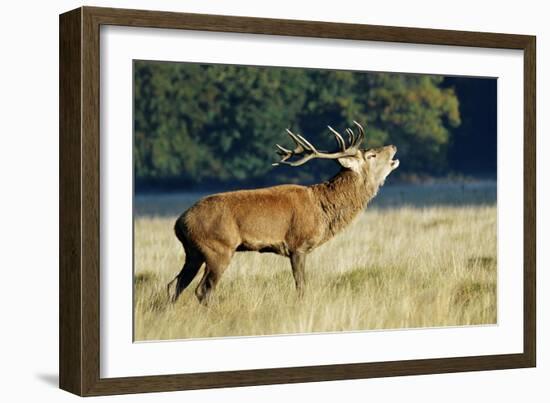 Red Deer Stag-Colin Varndell-Framed Photographic Print