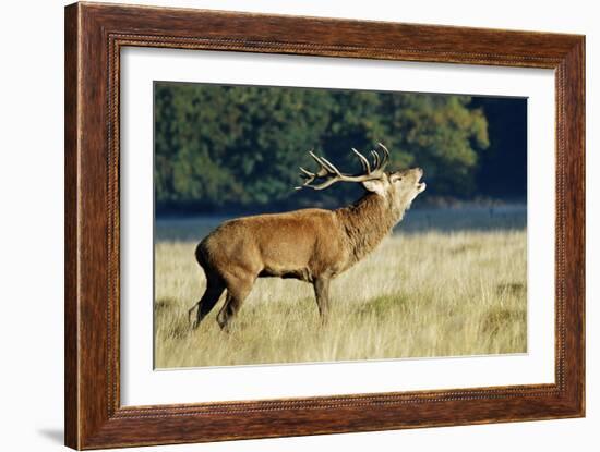 Red Deer Stag-Colin Varndell-Framed Photographic Print