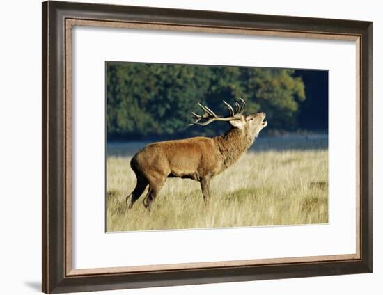 Red Deer Stag-Colin Varndell-Framed Photographic Print