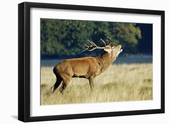 Red Deer Stag-Colin Varndell-Framed Photographic Print