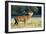 Red Deer Stag-Colin Varndell-Framed Photographic Print