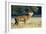 Red Deer Stag-Colin Varndell-Framed Photographic Print