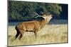 Red Deer Stag-Colin Varndell-Mounted Photographic Print