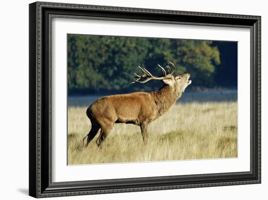 Red Deer Stag-Colin Varndell-Framed Photographic Print