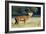 Red Deer Stag-Colin Varndell-Framed Photographic Print